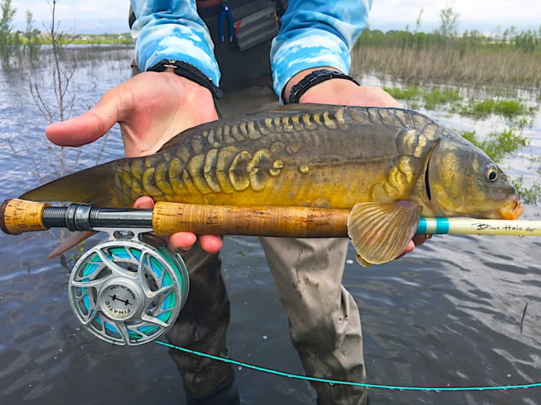 6 Best Fly Reels For Carp Fishing Review 2023